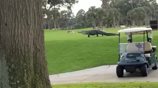 Гигантский аллигатор вышел на поле для гольфа
