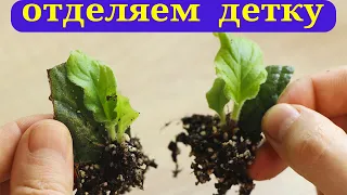 Как ПРАВИЛЬНО отделить ДЕТКИ СТРЕПТОКАРПУСА от фрагмента листа?