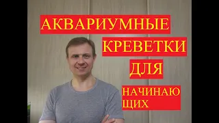 АКВАРИУМИСТИКА. АКВАРИУМНЫЕ КРЕВЕТКИ ДЛЯ НАЧИНАЮЩИХ.