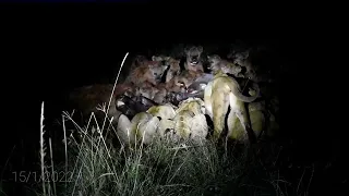 Amazing food fight:Lions vs hyenas