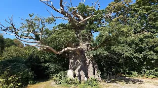 (HD) 800-Year-Old Skovfogedegen / Bellevue Beach / Deer Park (Dyrehaven), Klampenborg, Denmark