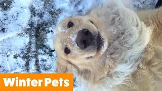 Funniest Winter Animals | Funny Pet Videos