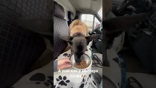 Долгожданный ужин🐶 #дальнобой #собака #малинуа #собакадальнобой