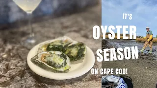 Oyster Season is Here! Gathering, Shucking, Cooking Oysters on Cape Cod.