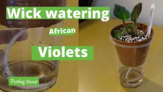 Wick watering African violet experiment