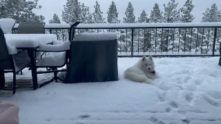 Such name, much Kenai, very snow liker!