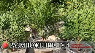 Размножение туи черенками 🌱Как укоренить туи