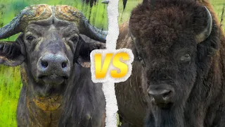 BUFFLE AFRICAIN vs BISON AMÉRICAIN : Qui est le roi des bovidés ?