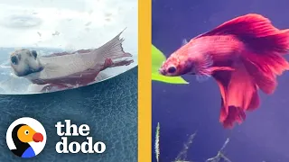 Betta Fish Who Wouldn't Eat Or Swim Is Completely Transformed | The Dodo Faith = Restored