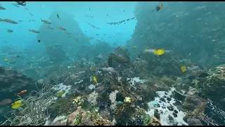 Expedition Reef: Behind the Scenes | California Academy of Sciences