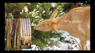 PfL Webinar - The value of native breed goats in a PfL grazing system