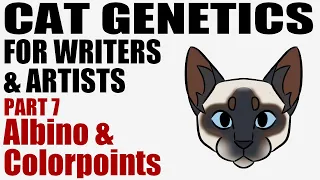 Cat Genetics for Writers & Artists part 7: Albino & Colorpoint [CC]