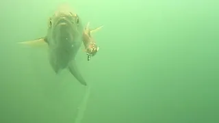 Exciting New Underwater Video Clip of Bluefish Chasing Live Bait