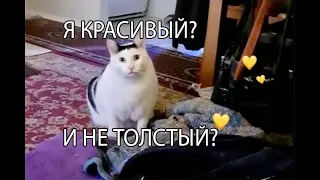 Кот Бендер хочет вашей любви