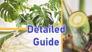 How To Propagate MONSTERA DELICIOSA 2 EASY Ways (DETAILED)