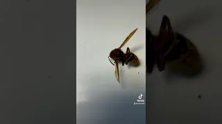 Queen Wasp🐝 is dead and is hugeeee!!!!!😳😳😳😳