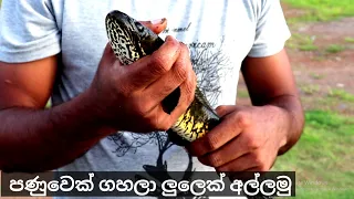 Snakehead Fish Catching | Murrel Fish Catching | Big Fish Catching | ලුලා මාලුවෙක් අල්ලමු