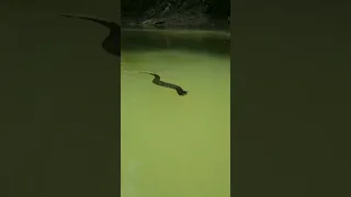 Curious Cottonmouth