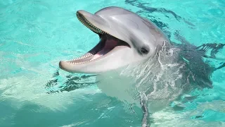 Building a Dolphin Genome Assembly