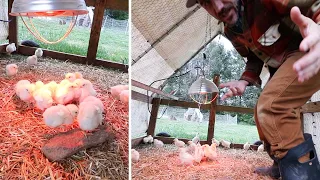 How did these BABY CHICKS do in OUTSIDE BROODER (VLOG)