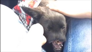 Живодеры отрезали нос бездомной собаке в Хабаровске