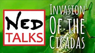 NEDTALKS | EPISODE 32 | Invasion of the Cicadas