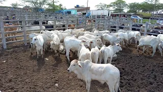 FEIRA DE GADO EM CAMPINA GRANDE-PB TERÇA FEIRA 23/04/2024