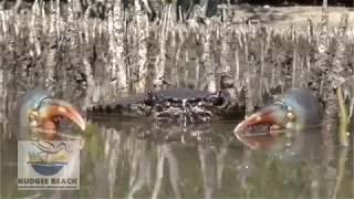 Magnificent Mud Crabs Documentary