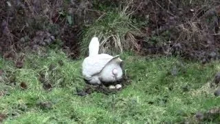 Amazing Clip Of A Goose Laying An Egg. Close-Up.