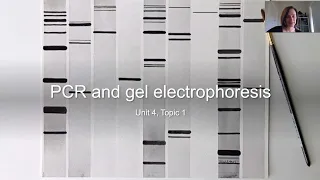 PCR and gel electrophoresis