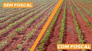 Utilização do Fosfato Natural Reativo da Rialma Fertilizantes SA, o "Foscal Pro", em Unaí MG.