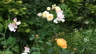 Emily Bronte David Austin Rose | Sweetpeas growing into roses | Delphinium | Sunflowers