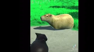 CAPYBARA EDIT