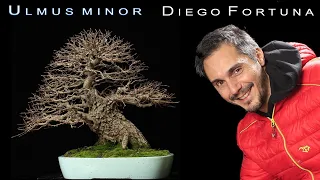 Ulmus minor Bonsai by Diego Fortuna