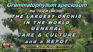 GRAMATHOPHYLLUM SPECIOSUM - Tiger Orchid - Care & Repot - #carecollab