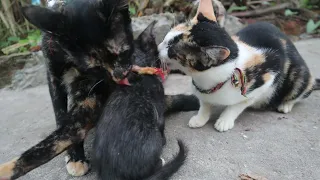 mom cat talking to her cute meowing kittens