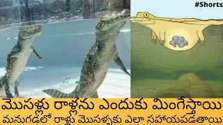 Why Do Crocodiles Swallow Stones in Telugu | How Stones Help Crocodiles in Survival #Shorts Shorts