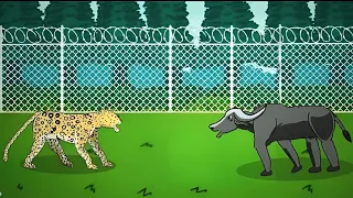 LEOPARD VS BUFFALO ANIMATION