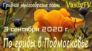 🌳По грибы в Подмосковье 3 сентября 2020 г🌳Грибное многообразие осени