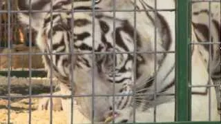 Huge White Tiger Eating