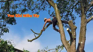 Vua Khỉ (Ba Tùng) cưa cây Xoài Hòn lâu năm và trải nghiệm ăn trái cây Miền Tây (Sawing Mango tree)