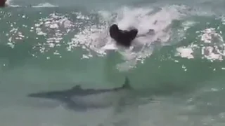 Surfer Catches Wave With Shark