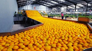 Amazing Scale! The Process of Orange Juice Making Technology