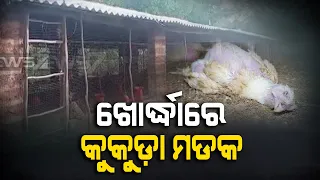 Bird Flu Scare: Mass Poultry Death At Farm In Khordha, Cause Unknown
