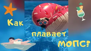 Как плавает мопс ❓Мопс в бассейне 😅 Приколы 😂🙈 Мопс Ричи любитель поплавать👍😁