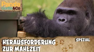 Futterautomat für Schimpanse, Gorillas und Orang-Utans | Panda, Gorilla & Co.
