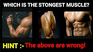 Which is the strongest muscle in our body? || strongest muscle in human body | Strongest