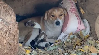 Cold -12°C, she held her five small children lying in a hole shivering from cold and hunger