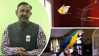 पक्षियों के पंखों की TRIMMING करनी चाहिये या नही || Birds Feather Trimming || Dr Nagender Yadav