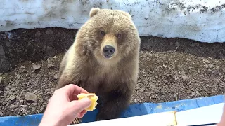 медведица пришла в гости покушать - 8.Камчатка,Россия(bear came to visit out - 8.Kamchatka, Russia)